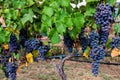 Large bunche of red wine grapes hang from a vine. Royalty Free Stock Photo