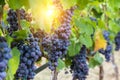 Large bunche of red wine grapes hang from a vine. Royalty Free Stock Photo