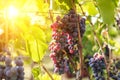 Large bunche of red wine grapes hang from a vine. Royalty Free Stock Photo