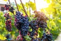 Large bunche of red wine grapes hang from a vine. Royalty Free Stock Photo