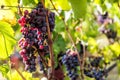 Large bunche of red wine grapes hang from a vine. Royalty Free Stock Photo