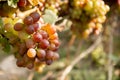 Large bunche of red wine grapes hang from a vine. Ripe grapas Royalty Free Stock Photo