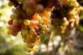 Large bunche of red wine grapes hang from a vine. Ripe grapas Royalty Free Stock Photo