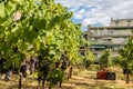 Large bunche of red wine grapes hang from a vine. Ripe grapas Royalty Free Stock Photo