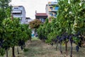 Large bunche of red wine grapes hang from a vine. Ripe grapas Royalty Free Stock Photo