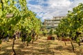 Large bunche of red wine grapes hang from a vine. Ripe grapas Royalty Free Stock Photo