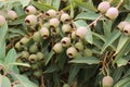 Large bunches of brown lush native Australian gumnuts and leaves on a gum tree in a garden on a hot summer day, Australia Royalty Free Stock Photo