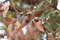 Large bunches of brown lush native Australian gumnuts and leaves on a gum tree in a garden on a hot summer day, Australia Royalty Free Stock Photo
