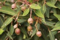 Large bunches of brown lush native Australian gumnuts and leaves on a gum tree in a garden on a hot summer day, Australia Royalty Free Stock Photo