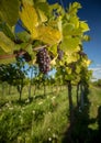 Large bunches of red wine grapes hang from an old vine Royalty Free Stock Photo