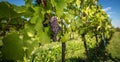 Large bunches of red wine grapes hang from an old vine Royalty Free Stock Photo