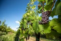 Large bunches of red wine grapes hang from an old vine Royalty Free Stock Photo