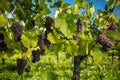 Large bunches of red wine grapes hang from an old vine