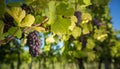 Large bunches of red wine grapes hang from an old vine Royalty Free Stock Photo