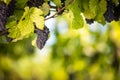 Large bunches of red wine grapes hang from an old vine Royalty Free Stock Photo