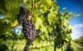 Large bunches of red wine grapes hang from an old vine Royalty Free Stock Photo