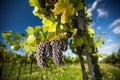 Large bunches of red wine grapes hang from an old vine Royalty Free Stock Photo