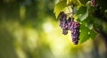 Large bunches of red wine grapes hang from an old vine Royalty Free Stock Photo
