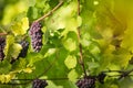 Large bunches of red wine grapes hang from an old vine Royalty Free Stock Photo