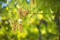 Large bunches of wine grapes hang from an old vine Royalty Free Stock Photo