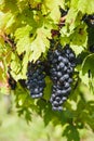 Large bunches of red wine grapes hang from an old vine in warm afternoon light. Vineyard in the Marche region, Italy Royalty Free Stock Photo