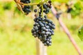 Large bunches of red wine grapes hang from a vine, warm backgro Royalty Free Stock Photo