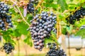 Large bunches of red wine grapes hang from a vine, warm backgro Royalty Free Stock Photo