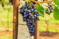 Large bunches of red wine grapes hang from a vine, warm backgro Royalty Free Stock Photo