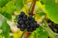 Large bunches of red wine grapes hang from a vine, warm backgro Royalty Free Stock Photo