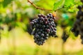 Large bunches of red wine grapes hang from a vine, warm backgro Royalty Free Stock Photo