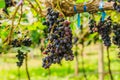 Large bunches of red wine grapes hang from a vine, warm backgro Royalty Free Stock Photo