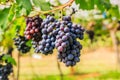 Large bunches of red wine grapes hang from a vine, warm backgro Royalty Free Stock Photo