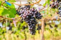 Large bunches of red wine grapes hang from a vine, warm backgro Royalty Free Stock Photo