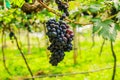 Large bunches of red wine grapes hang from a vine, warm backgro Royalty Free Stock Photo