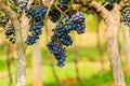 Large bunches of red wine grapes hang from a vine, warm backgro Royalty Free Stock Photo