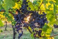 Large bunches of red grapes hanging on the vine in a vineyard in Italy with the sun rising through the leaves in the background Royalty Free Stock Photo