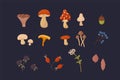 A large bundle of mushrooms and plants. Vector illustrations of Mushrooms, Berries, Flowers, Leaves. A collection of