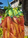 A large bundle of unhusked corn cobs tied together and wrapped in a red mesh bag. Royalty Free Stock Photo