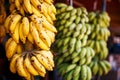 A large bundle of yellow and green bananas on a branch in a bundle, hanging on the market stall Royalty Free Stock Photo