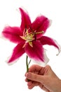 Large burgundy lily in hand Royalty Free Stock Photo