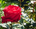 A large burgundy rose grows on a flowerbed on a sunny autumn day