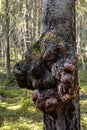 Large burl growing on the trunk of a pine tree in a Finnish forest