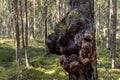 Large burl growing on the trunk of a pine tree in a Finnish forest