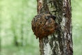 A large burr or burl on the trunk of a birch tree Royalty Free Stock Photo