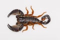 A large burrowing scorpion of the genus Heterometrus