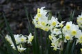 White with yellow corona narcissuses tazetta Royalty Free Stock Photo