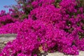 Large bush of blooming Bougainvillea