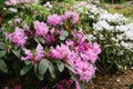 A large bush blooming pink Rhododendron in the botanical garden