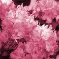 A large bush blooming pink rhododendron in botanical garden Image toned in Viva Magenta, color of the 2023 year