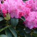A large bush blooming pink rhododendron in botanical garden